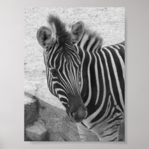 Zebra Poster