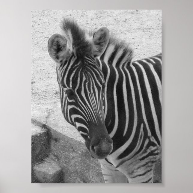 Zebra Poster (Front)