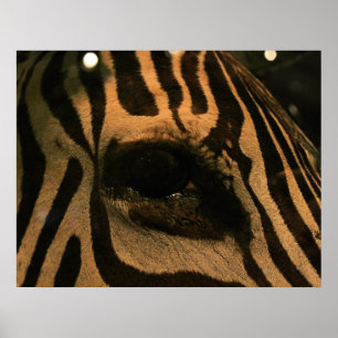 Zebra Poster