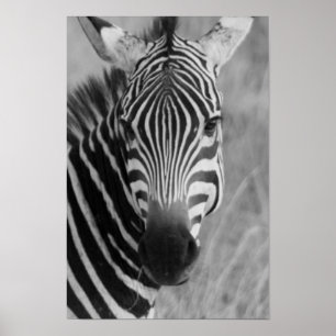 zebra poster FROM 8.99