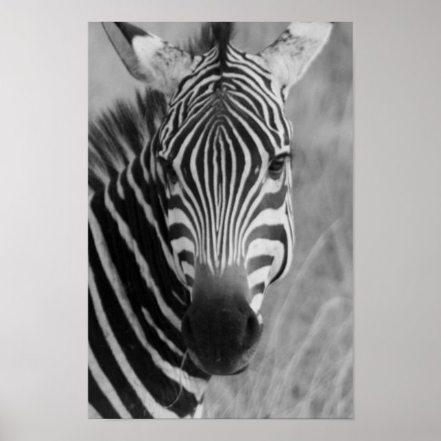zebra poster FROM 8.99 (Front)