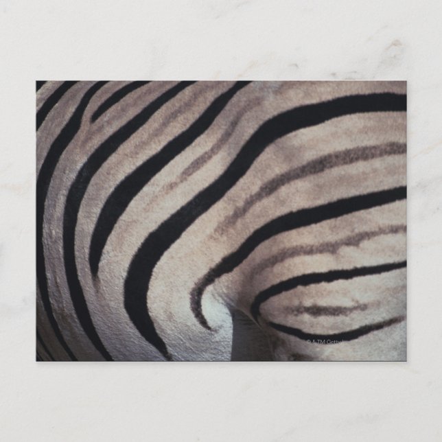 Zebra print postcard (Front)