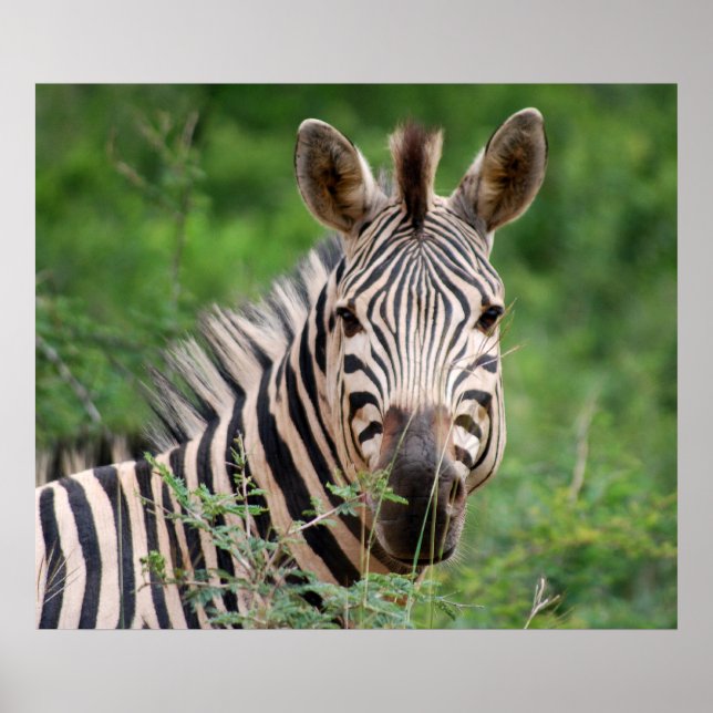 Zebra profile poster (Front)