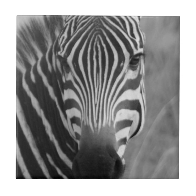 Zebra Safari Cute African Classy Stripes Tile (Front)