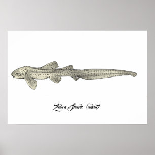 Zebra Shark  [Adult] Poster