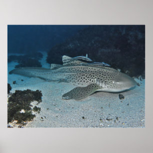 Zebra Shark Poster