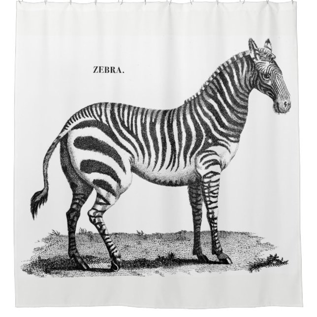 Zebra Shower Curtain (Front)