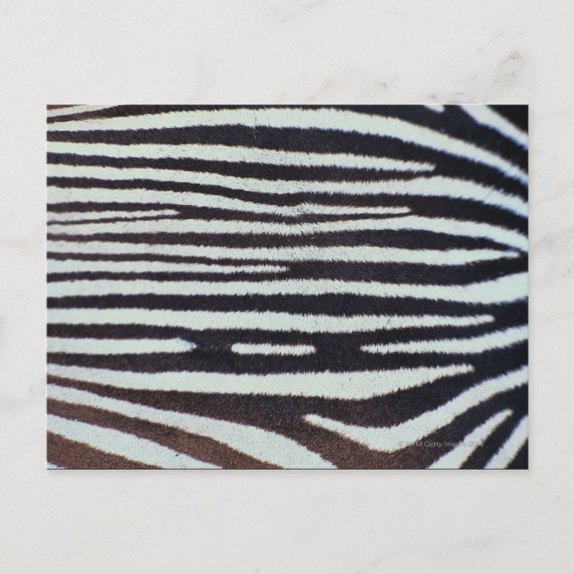 Zebra skin surface postcard (Front)