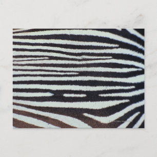 Zebra skin surface postcard