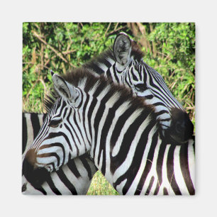 zebra snuggle magnet