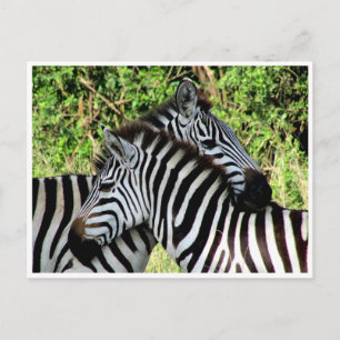 zebra snuggle postcard
