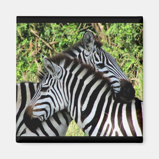 zebra snuggles magnet (Front)