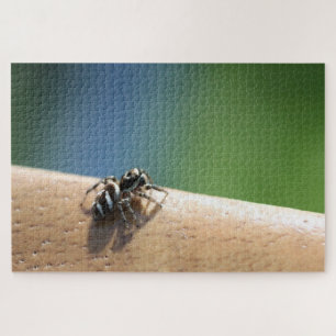 Zebra Spider Puzzle