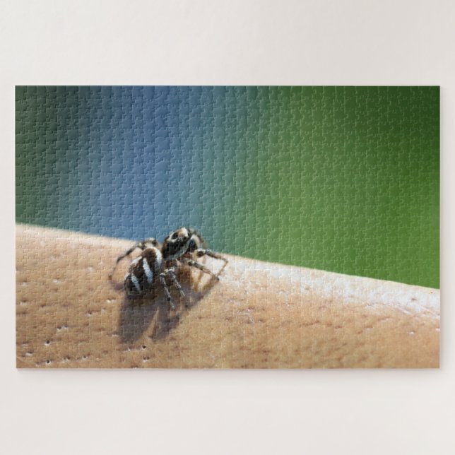 Zebra Spider Puzzle (Horizontal)
