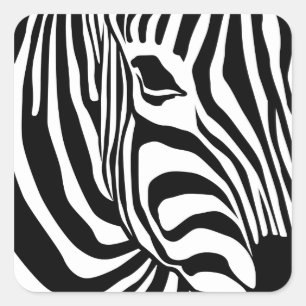 Zebra Square Sticker