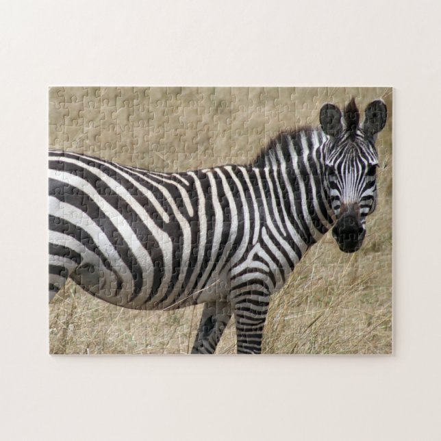 zebra stare jigsaw puzzle (Horizontal)