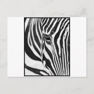 Zebra Stare Postcard