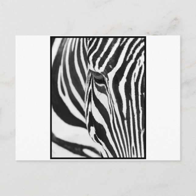 Zebra Stare Postcard (Front)