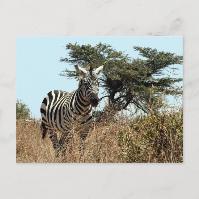 zebra stare postcard (Front)