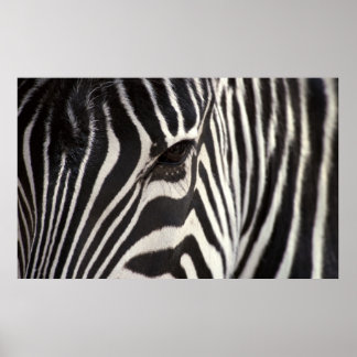 Zebra Stripe Pattern & Eye Poster