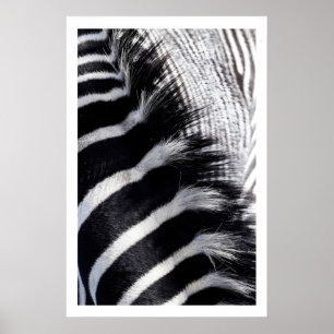 Zebra Stripe Wall Art Modern Animal Print
