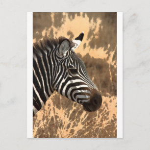 Zebra Stripes Postcard