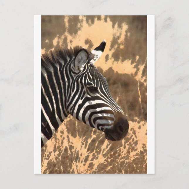 Zebra Stripes Postcard (Front)