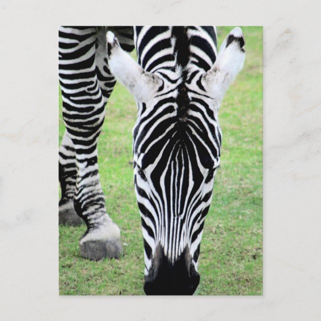 Zebra Stripes Postcard (Front)