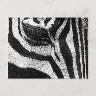 Zebra Stripes Postcard