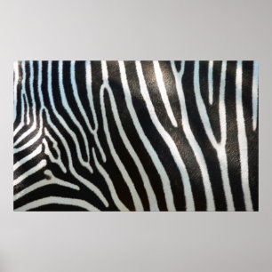 Zebra Stripes Poster