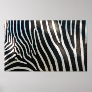 Zebra Stripes Poster