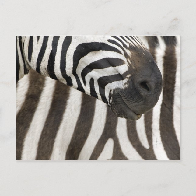 Zebra Strips Postcard (Front)