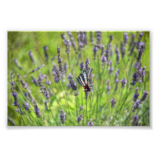 Zebra Swallowtail Butterfly in a Lavender Field Photo Print