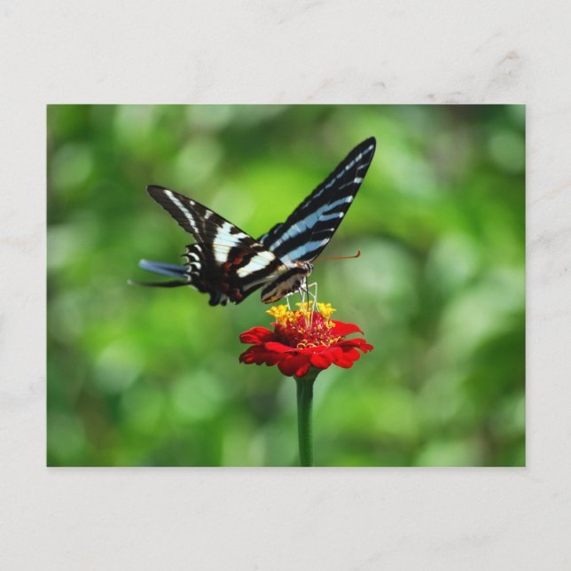 Zebra Swallowtail Butterfly on Red Zinnia Postcard (Front)