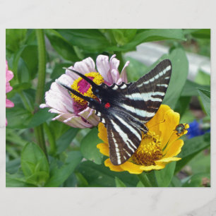 Zebra Swallowtail+Japanese Beetle