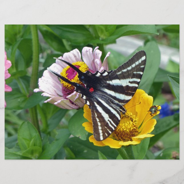 Zebra Swallowtail+Japanese Beetle (Front)