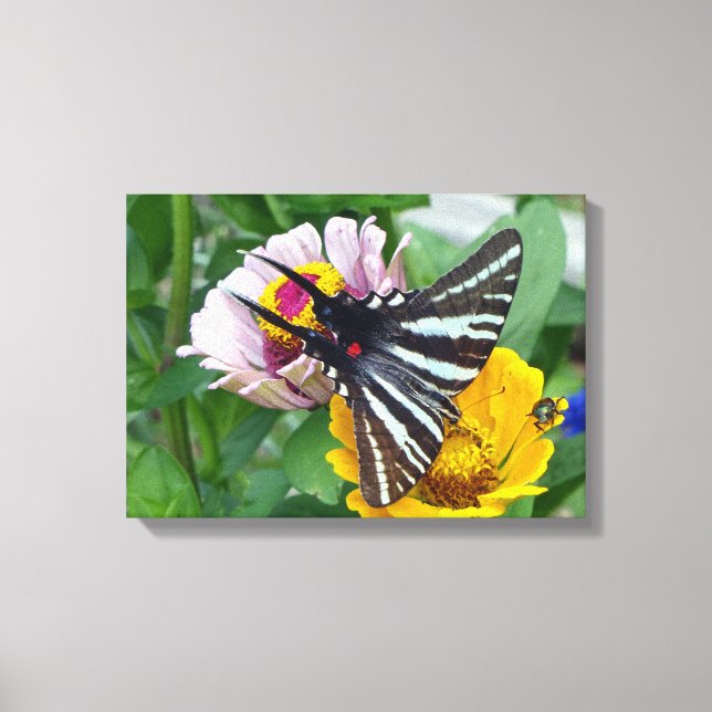 Zebra Swallowtail + Japanese Beetle Canvas Print (Front)