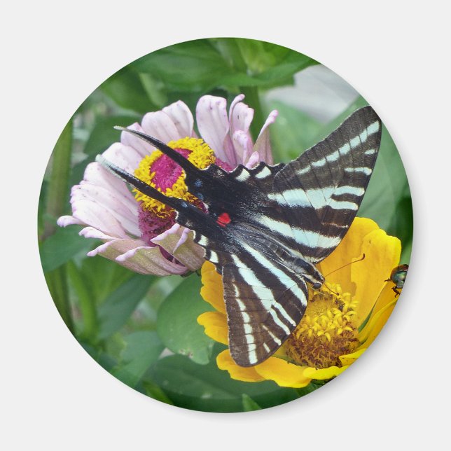 Zebra Swallowtail+Japanese Beetle Magnet (Front)