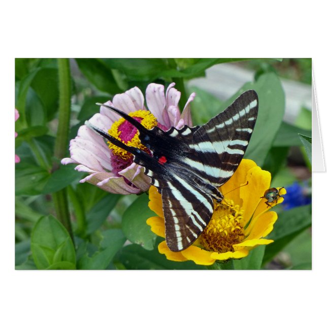 Zebra Swallowtail+Japonais Beetle (Devant horizontal)