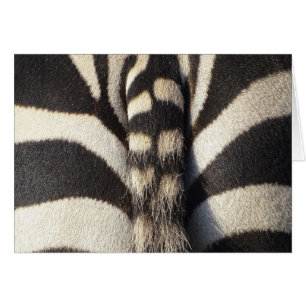 Zebra Tail