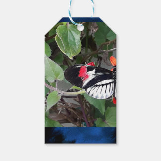 Zebra tail butterfly gift tags