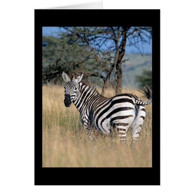 Zebra Tail Swish (Devant)