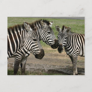 Zebra Talk - Carte postale