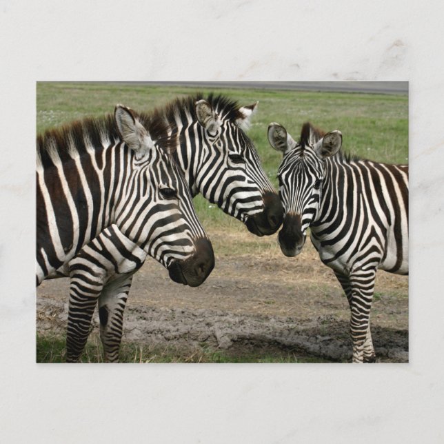 Zebra Talk - Postcard (Front)
