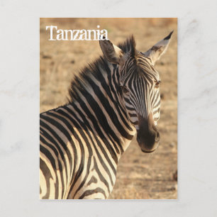 Zebra, Tanzania Postcard