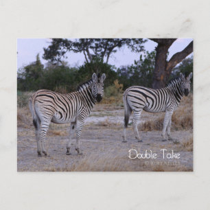 Zebra Twins Double Take Photo Postcard