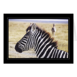 Zebra Up Close