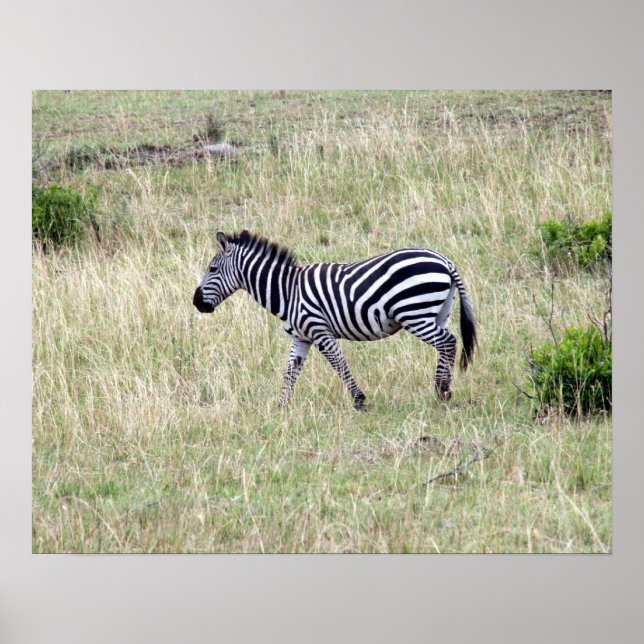 zebra walk poster (Front)