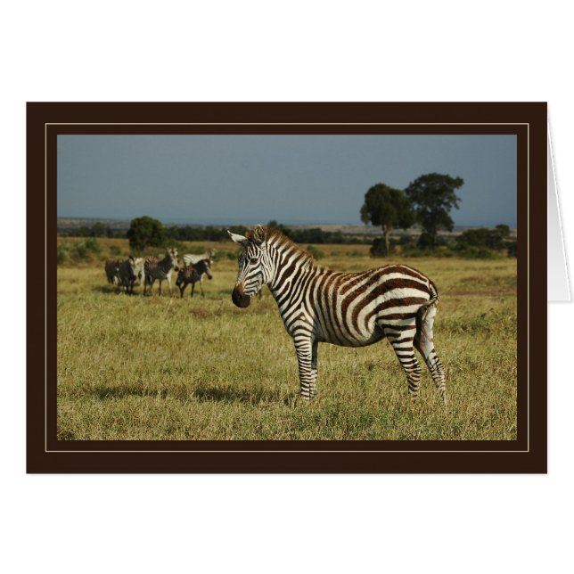 Zebra wildlife safari cards (Front Horizontal)
