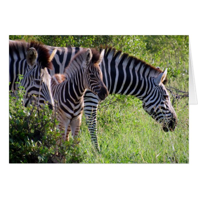 zebra youth (Front Horizontal)